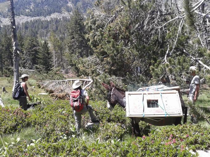 portage animal accès difficile